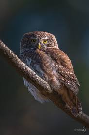 Attēlu rezultāti vaicājumam “Glaucidium passerinum”