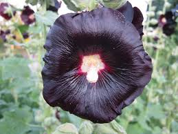 Image result for Alcea rosea nigra