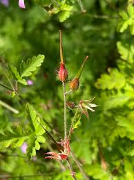Attēlu rezultāti vaicājumam “Geranium robertianum fruit”