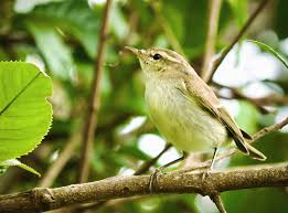 Attēlu rezultāti vaicājumam “Phylloscopus trochiloides adult”
