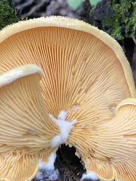 Attēlu rezultāti vaicājumam “Phyllotopsis nidulans”