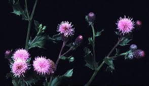 Attēlu rezultāti vaicājumam “Cirsium arvense flower”