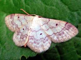 Attēlu rezultāti vaicājumam “Idaea biselata”