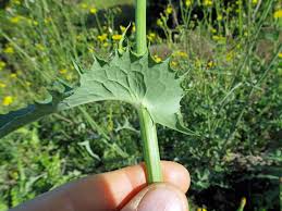 Attēlu rezultāti vaicājumam “Sonchus oleraceus leaf”