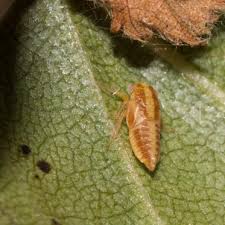 Attēlu rezultāti vaicājumam “Oncopsis sp.”