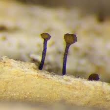 Attēlu rezultāti vaicājumam “Chaenotheca brunneola”