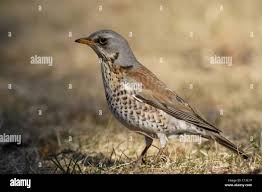 Attēlu rezultāti vaicājumam “Turdus pilaris”