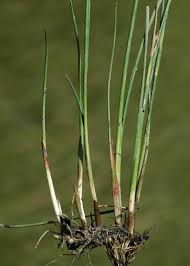 Attēlu rezultāti vaicājumam “Juncus alpinoarticulatus”