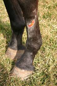 Image result for "proud flesh"