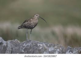 Attēlu rezultāti vaicājumam “Numenius arquata”