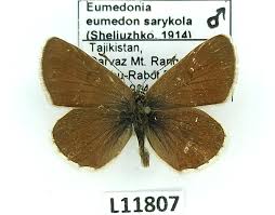 Attēlu rezultāti vaicājumam “Eumedonia eumedon male”