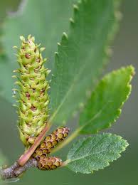 Attēlu rezultāti vaicājumam “Betula humilis”
