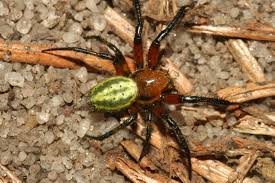 Attēlu rezultāti vaicājumam “Araniella male”