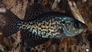 Image result for Pomoxis nigromaculatus