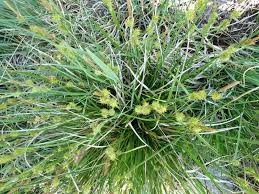 Attēlu rezultāti vaicājumam “Carex lepidocarpa leaf”