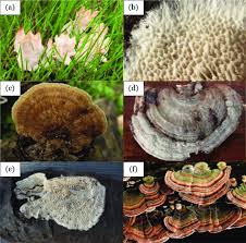 Attēlu rezultāti vaicājumam “Coriolopsis trogii”