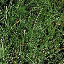 Attēlu rezultāti vaicājumam “Festuca rubra subsp. rubra”