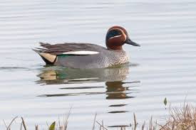 Attēlu rezultāti vaicājumam “Anas crecca male”