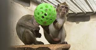 Attēlu rezultāti vaicājumam “Primates”