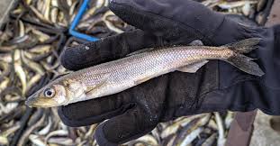 Image result for Osmerus eperlanus