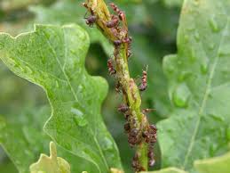 Attēlu rezultāti vaicājumam “Formica rufa imago”