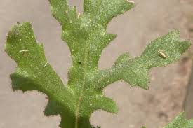 Attēlu rezultāti vaicājumam “Senecio viscosus leaf”