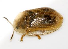 Attēlu rezultāti vaicājumam “Cassida”