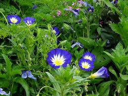 Image result for Convolvulus tricolor