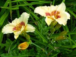 Attēlu rezultāti vaicājumam “Hemerocallis lilioasphodelus flower”