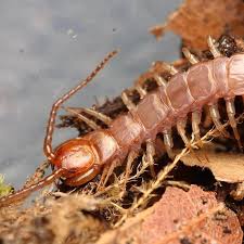 Attēlu rezultāti vaicājumam “Lithobius forficatus”