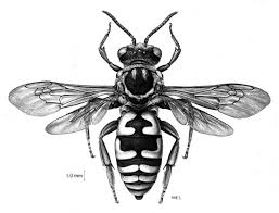 Attēlu rezultāti vaicājumam “Hymenoptera”