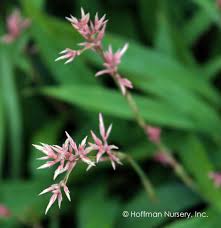 Attēlu rezultāti vaicājumam “Carex lasiocarpa female flower”