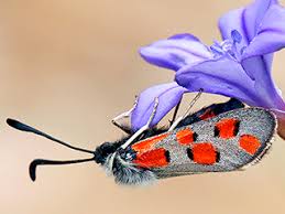 Attēlu rezultāti vaicājumam “Zygaena cocoon”