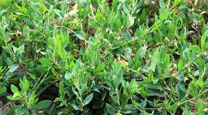 Attēlu rezultāti vaicājumam “Polygonum aviculare”