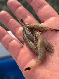 Attēlu rezultāti vaicājumam “Crangon crangon”