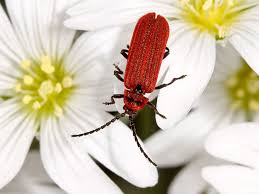 Attēlu rezultāti vaicājumam “Lopheros rubens”