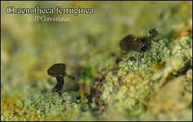 Attēlu rezultāti vaicājumam “Chaenotheca ferruginea”