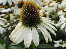 Image result for Echinacea Lustre hybrids