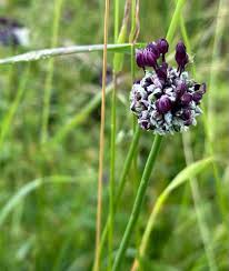Attēlu rezultāti vaicājumam “Allium scorodoprasum”