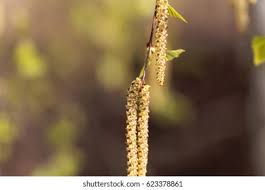 Attēlu rezultāti vaicājumam “Betula pendula flower”