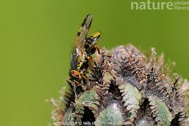 Attēlu rezultāti vaicājumam “Centaurea scabiosa fruit”