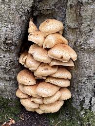 Attēlu rezultāti vaicājumam “Pholiota squarrosoides”