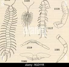 Attēlu rezultāti vaicājumam “Geophilidae”