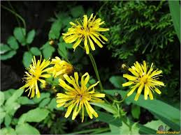 Attēlu rezultāti vaicājumam “Crepis paludosa leaf”