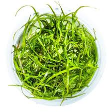 Attēlu rezultāti vaicājumam “Subularia aquatica leaf”