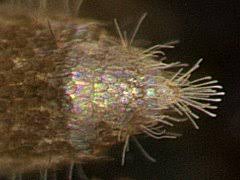 Attēlu rezultāti vaicājumam “Heteromurus nitidus”