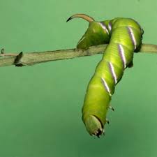 Attēlu rezultāti vaicājumam “Sphinx ligustri larva”
