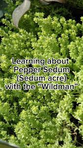 Attēlu rezultāti vaicājumam “Sedum acre”