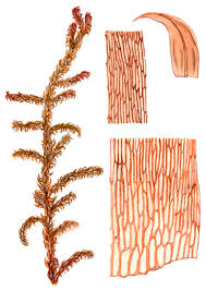 Attēlu rezultāti vaicājumam “Hamatocaulis lapponicus”