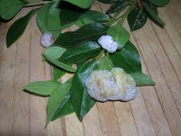 Attēlu rezultāti vaicājumam “Exobasidium vaccinii”